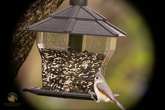 Tufted Titmouse copyright ronaldzinconephotography