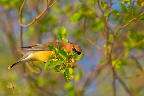Common Yellowthroat, Beach Pond, Exeter, RI copyright ronaldzinconephotography