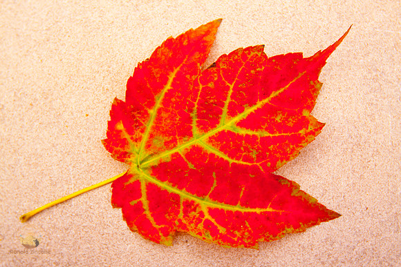 Fallen leaf, Ogunquit, ME copyright ronaldzinconephotography