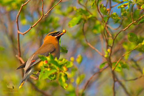 Common yellowthroat, Beach Pond, Exeter, RI copyright ronaldzinconephotography