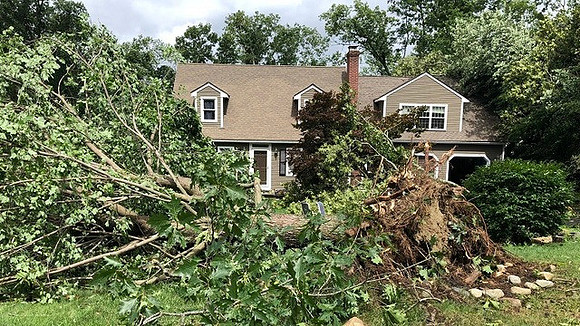 Downed tree in Worcester County