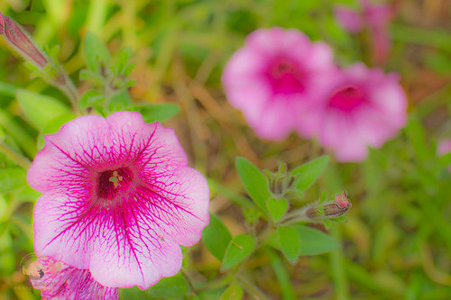 Bee on flora, Gilbert Stuart sitecopyright ronaldzinconephotography