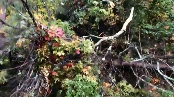 Another image of the storm damage in Norton, Massachusetts.