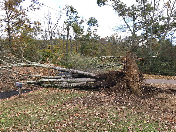 Trees down in North Stonington along Route 184