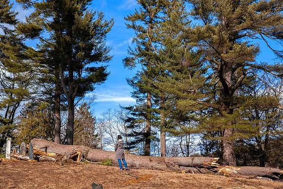 A large downed tree in a cemetery on Shelburne Falls Road in Conway