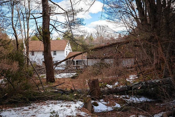 Large downed trees on a property on route 116 in Conway