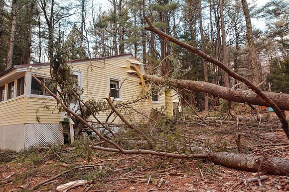 A pine tree rests where it fell on a seasonal home at 41 Pine Road in Goshen