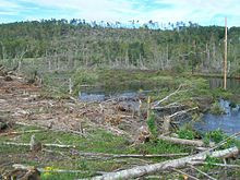 Tree damage in Sturbridge