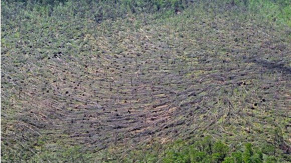 Monson area forest damaged by the tornado late Wednesday afternoon.