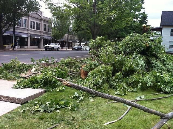 Sergey Lichvin was killed when this tree fell on his car.
