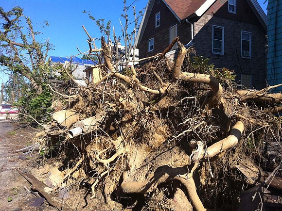 These massive trees weathered blizzards and hurricanes, but were no match for the deadly tornado.