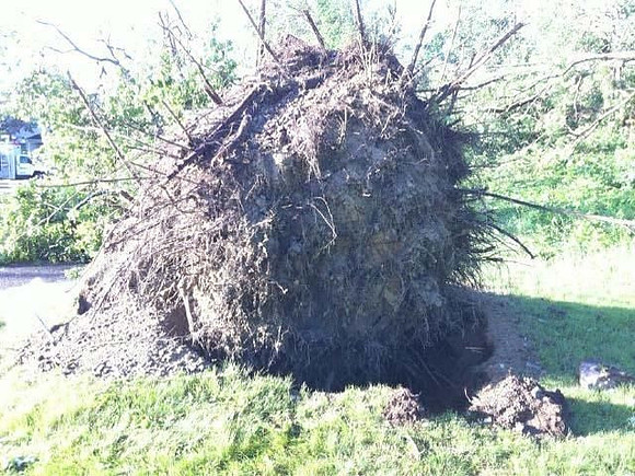 Countless trees were downed in Monson