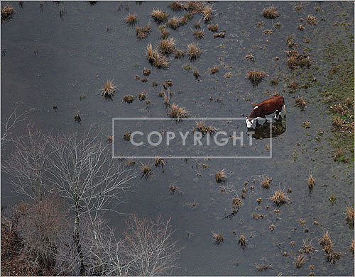 A cow grazed on a flooded field on a farm by Route 16 in Wellesley.