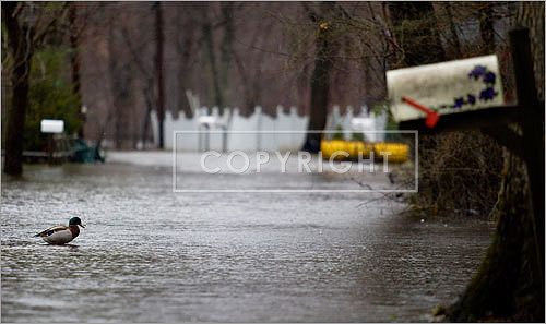 A duck swam across Elsie Avenue in Billerica. Part of the avenue flooded yesterday.