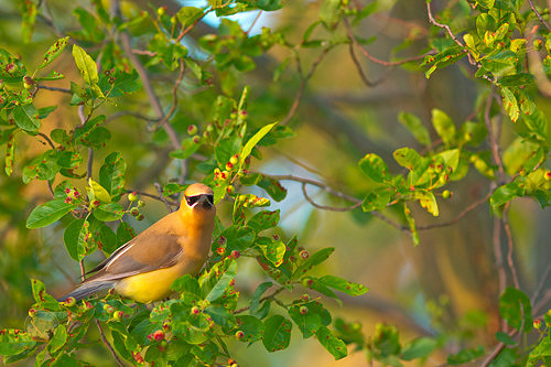 Common Yellowthroat, Beach Pond, Exeter, RI copyright ronaldzinconephotography