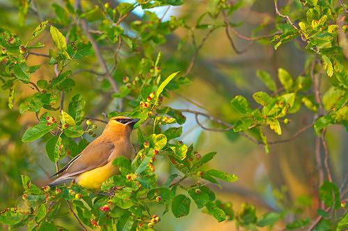 Common Yellowthroat, Beach Pond, Exeter, RI copyright ronaldzinconephotography