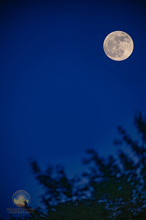 98% Full Moon copyright ronaldzinconephotography