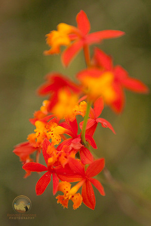 flora no1, Aruba copyright ronaldzinconephotography