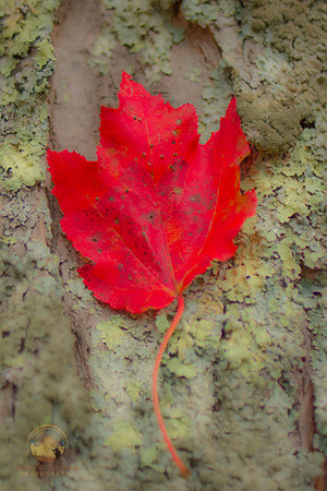 foliage no1 copyright ronaldzinconephotography
