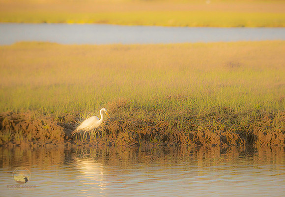 Great Egret at Jamestown  copyright ronaldzinconephotography