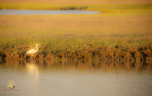 Great Egret at Jamestown  copyright ronaldzinconephotography