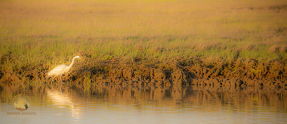 Great Egret at Jamestown  copyright ronaldzinconephotography