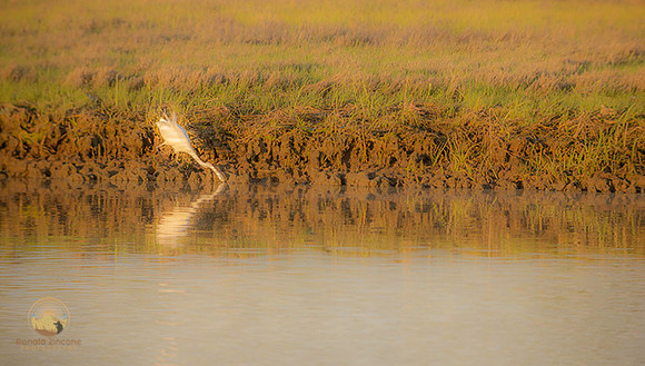 Great Egret at Jamestown copyright ronaldzinconephotography