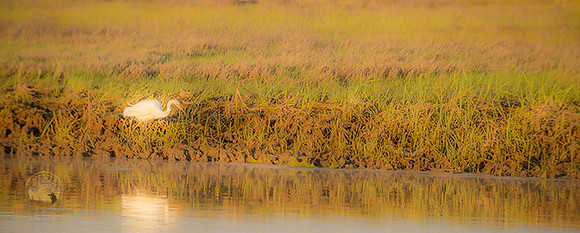 Great Egret at Jamestown copyright ronaldzinconephotography