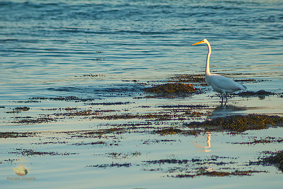 Great Egret at Avery Point no1 copyright ronaldzinconephotography