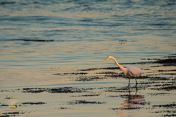Great Egret at Avery Point no3 copyright ronaldzinconephotography