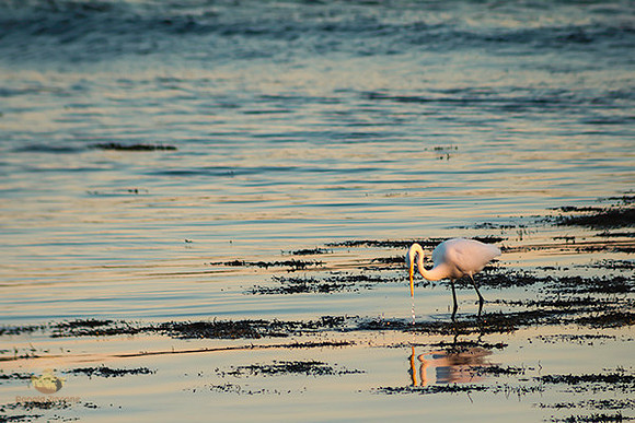 Great Egret at Avery Point no4 copyright ronaldzinconephotography