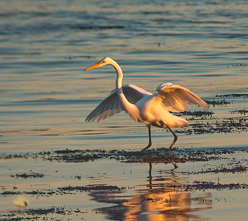 Great Egret at Avery Point no5 copyright ronaldzinconephotography