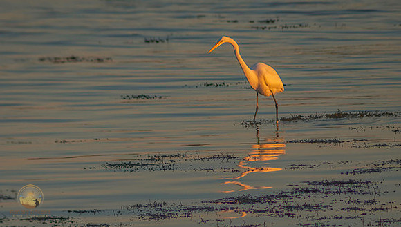 Great Egret at Avery Point no6 copyright ronaldzinconephotography