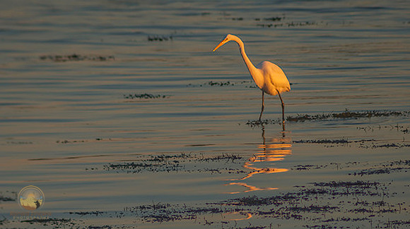 Great Egret at Avery Point no7 copyright ronaldzinconephotography