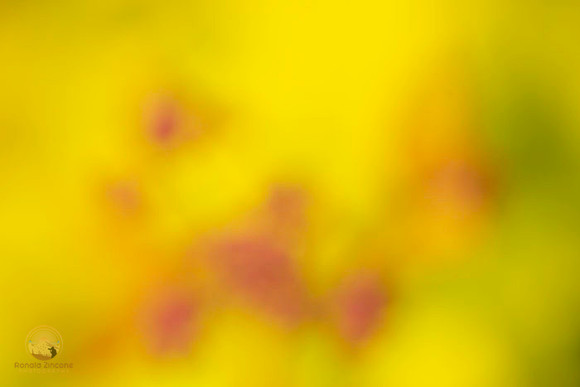 Macro abstract  copyright ronaldzinconephotography