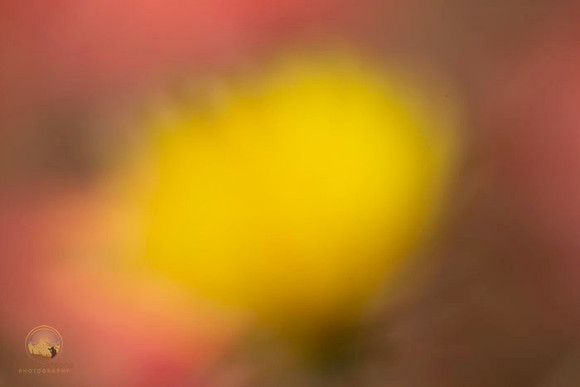 Macro abstract  copyright ronaldzinconephotography