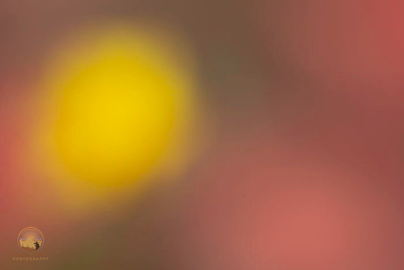 Macro abstract  copyright ronaldzinconephotography
