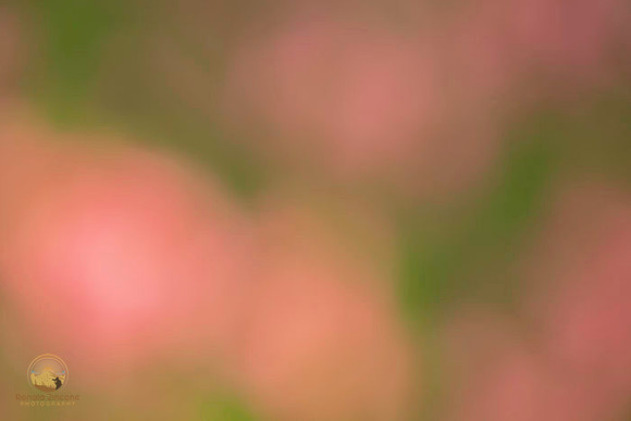 Macro abstract  copyright ronaldzinconephotography