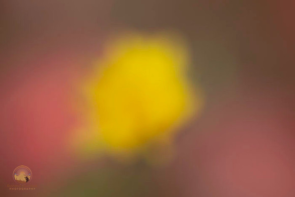 Macro abstract  copyright ronaldzinconephotography