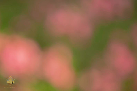 Macro abstract  copyright ronaldzinconephotography