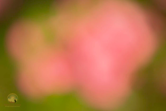 Macro abstract  copyright ronaldzinconephotography
