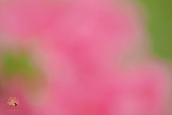 Macro abstract  copyright ronaldzinconephotography