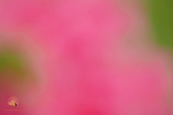 Macro abstract  copyright ronaldzinconephotography