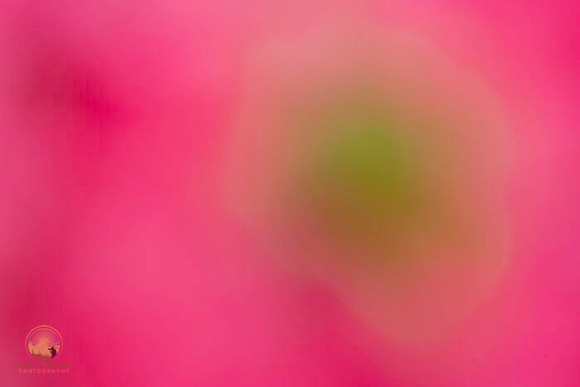 Macro abstract  copyright ronaldzinconephotography