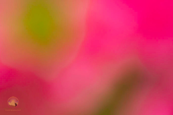 Macro abstract  copyright ronaldzinconephotography