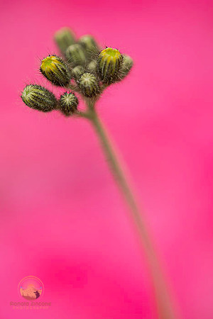 Macro abstract  copyright ronaldzinconephotography