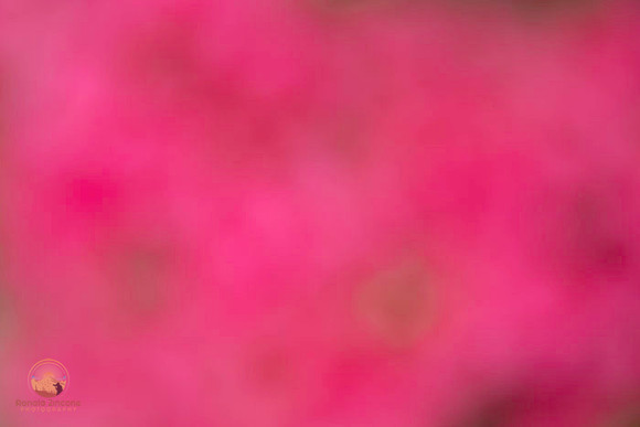 Macro abstract  copyright ronaldzinconephotography