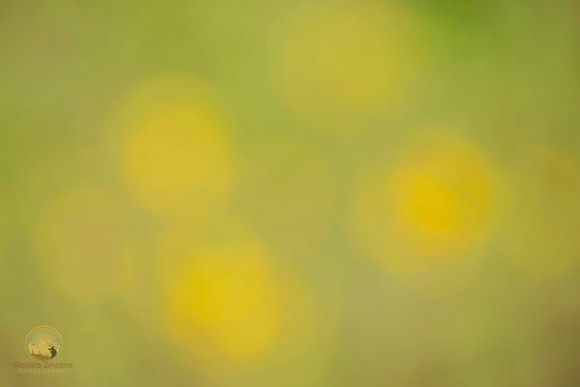 Macro abstract  copyright ronaldzinconephotography