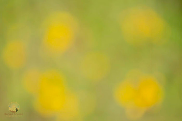 Macro abstract  copyright ronaldzinconephotography