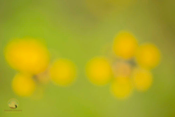 Macro abstract  copyright ronaldzinconephotography